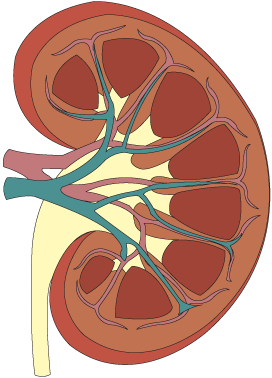 Abordagem domiciliar de situações clínicas comuns em adultos